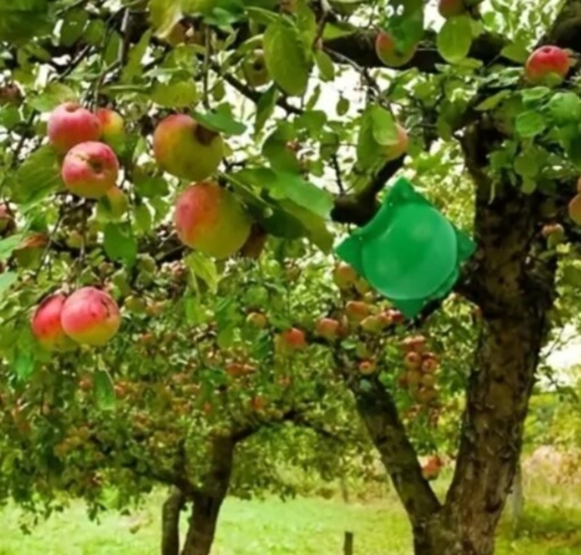 Bola de enraizamiento - 10