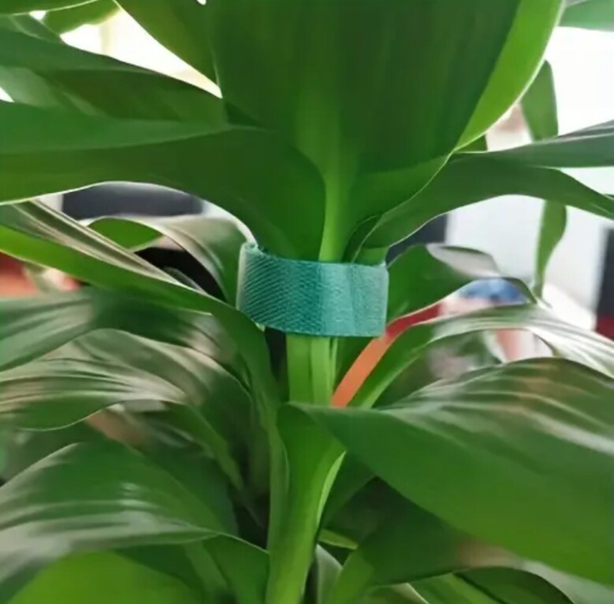 Cinta Nylon 5 Metros - 2