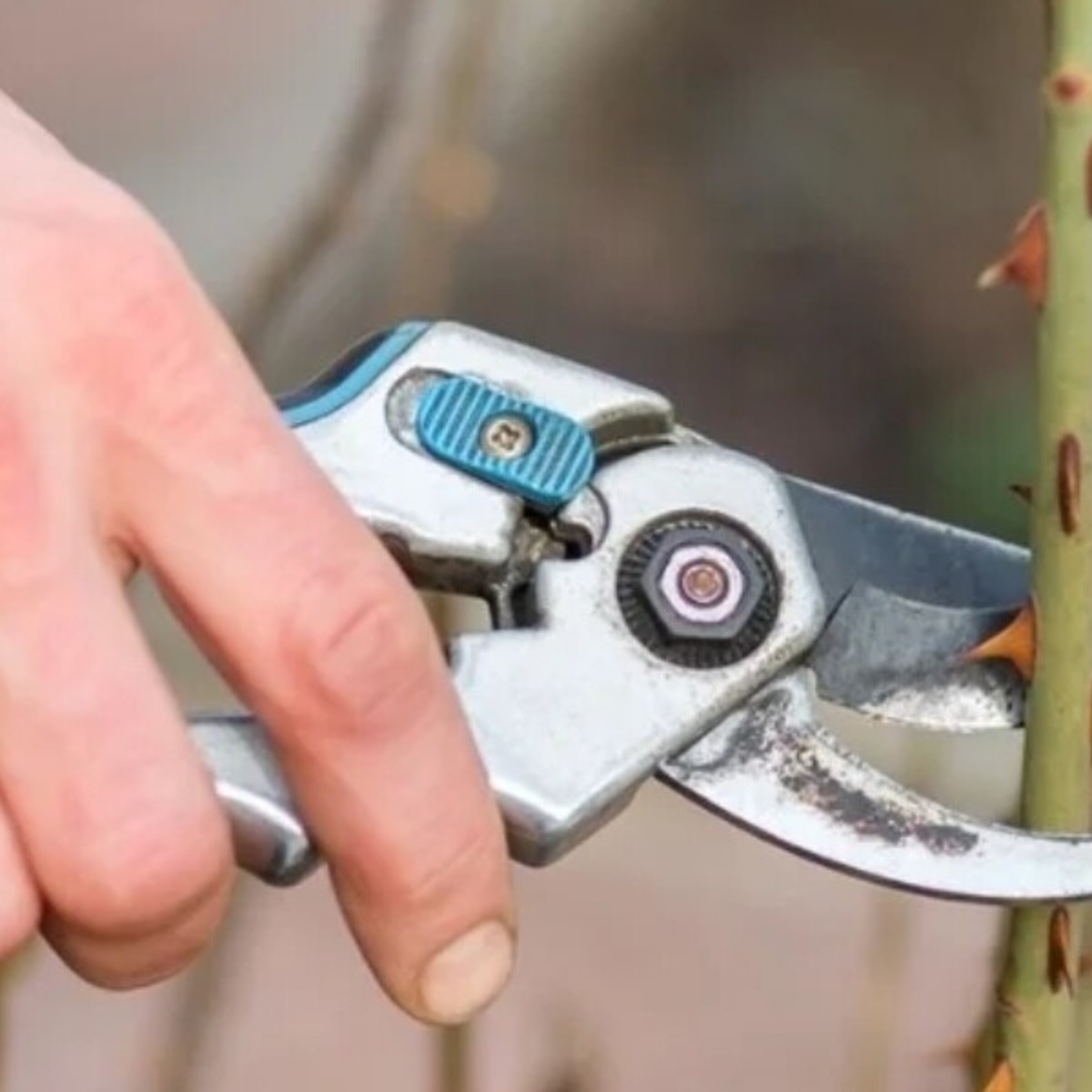 Acodos de melocotoneros