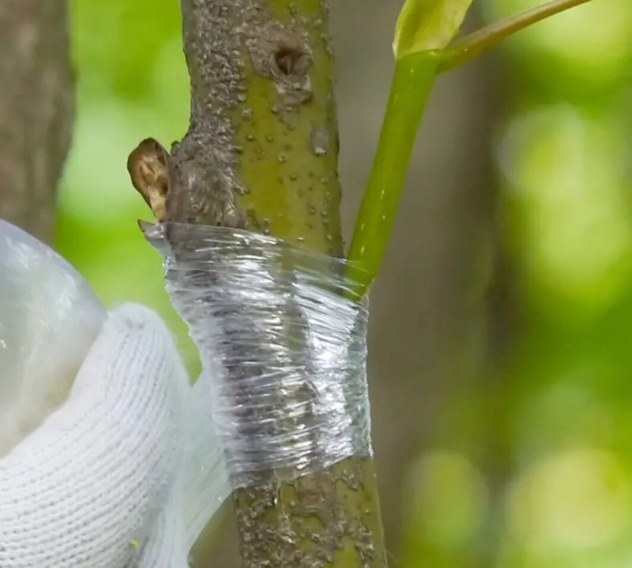 Cinta de injerto 200m - 3