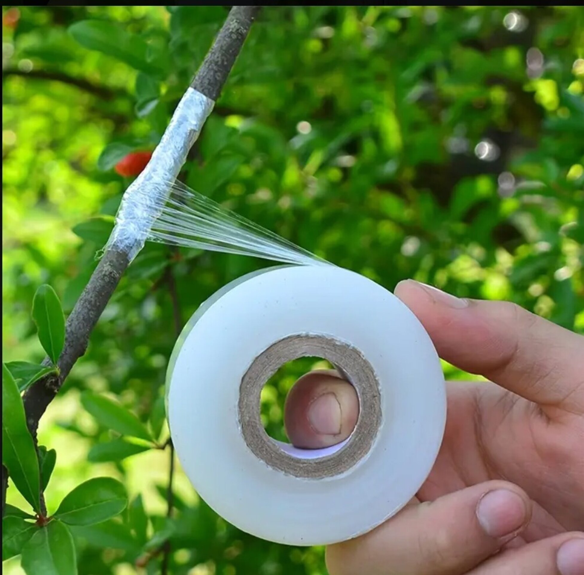 Cinta de injerto 100m - 6