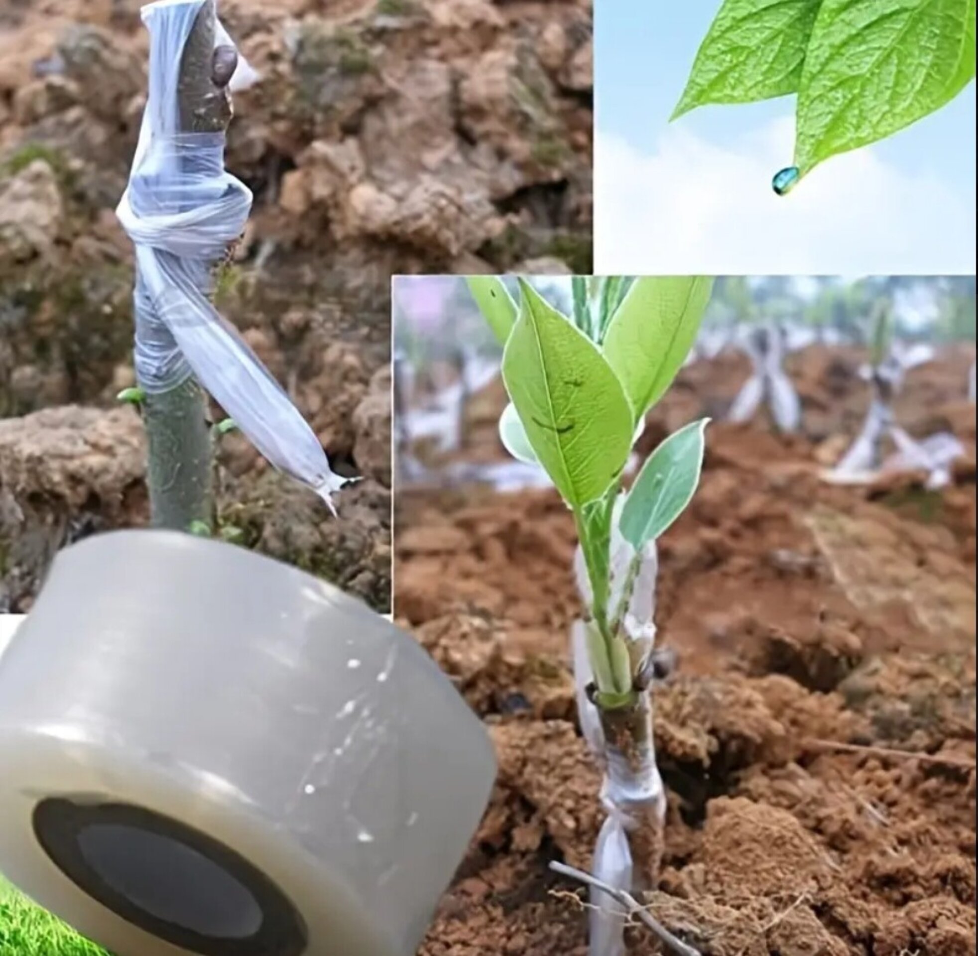 Cinta de injerto 100m - 4