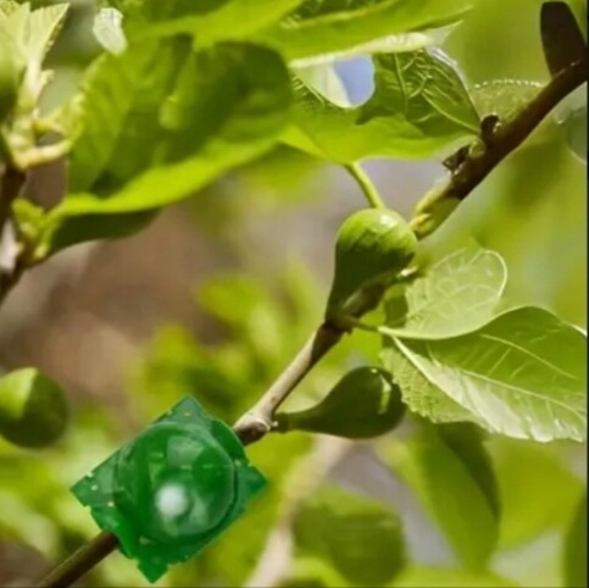 Bola de enraizamiento - 4