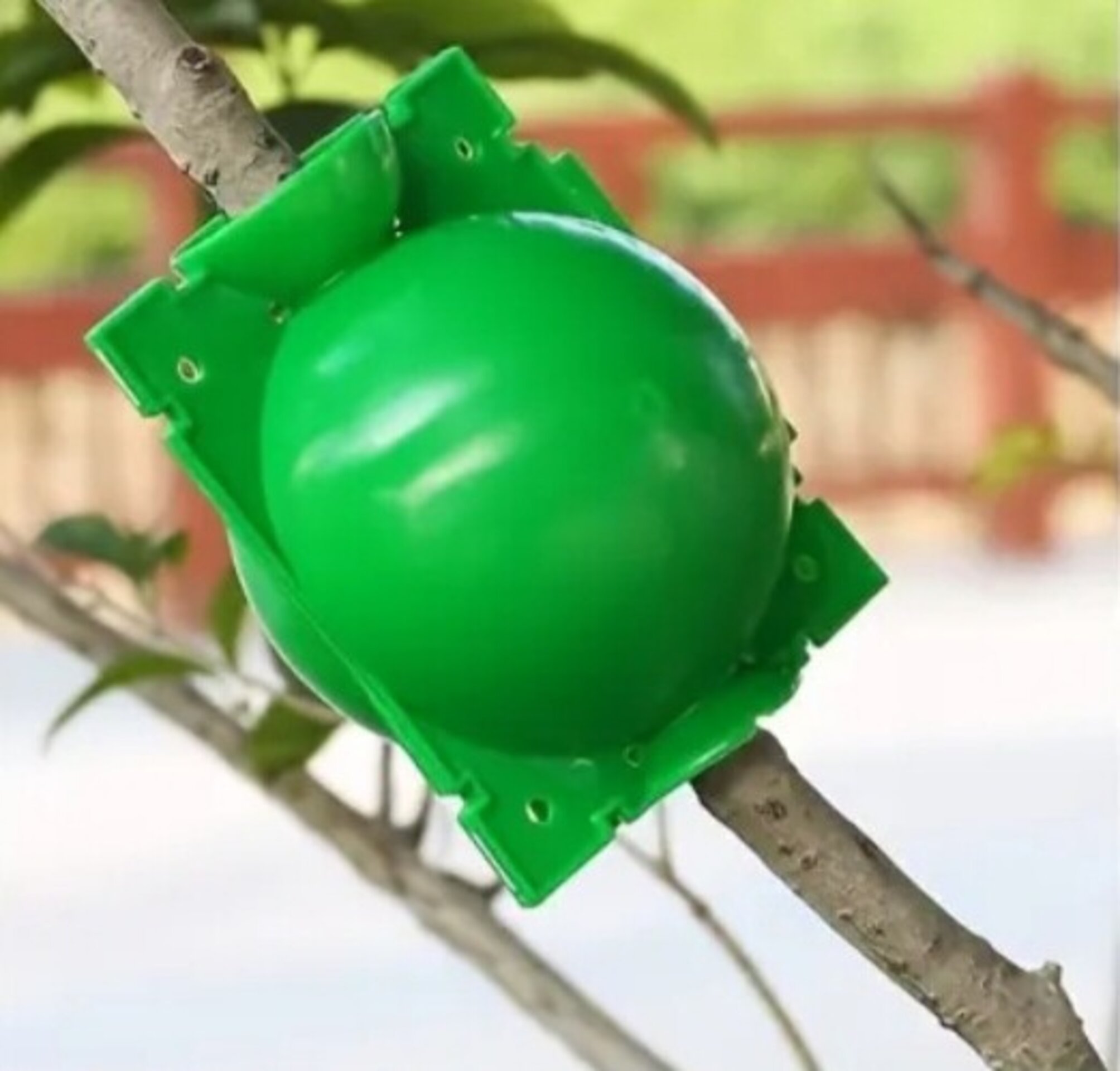 Bola de enraizamiento - 14