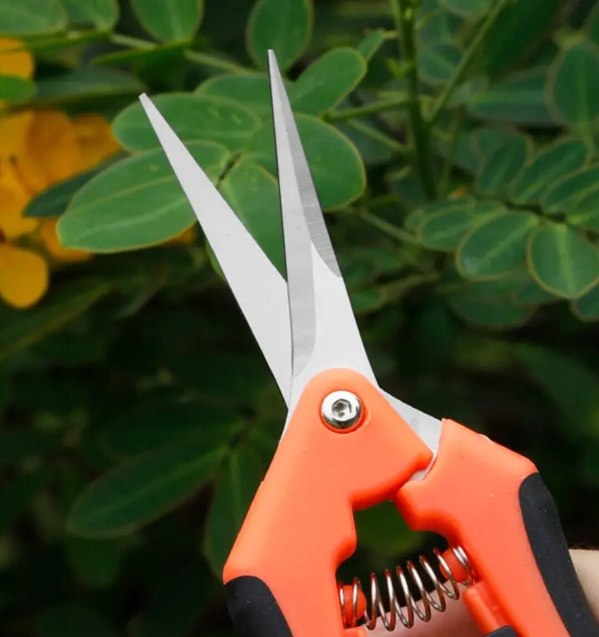 Tijera Para Recoger Fruta Naranja - 7