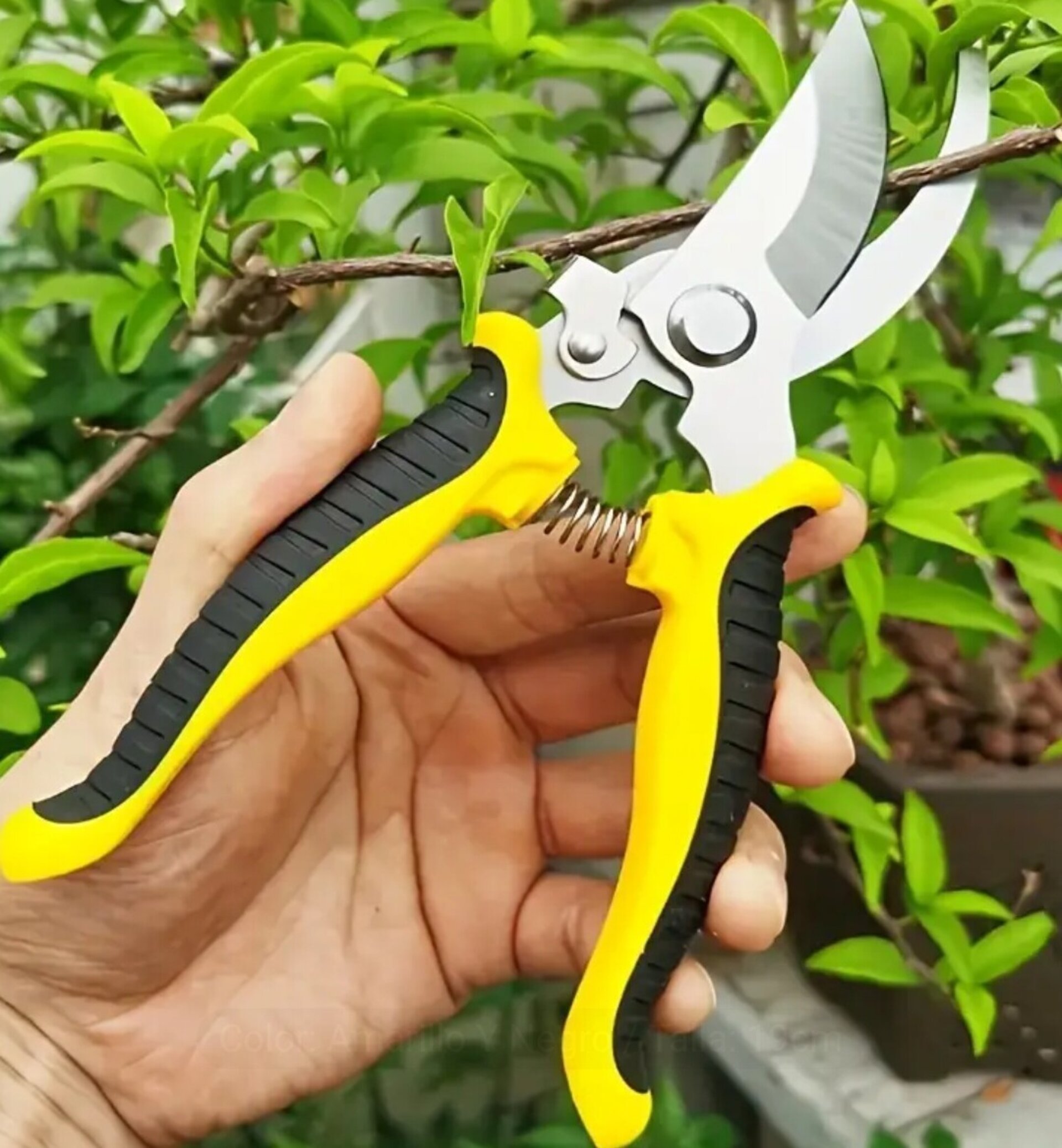 Tijeras De Podar Profesionales Amarillas - 5