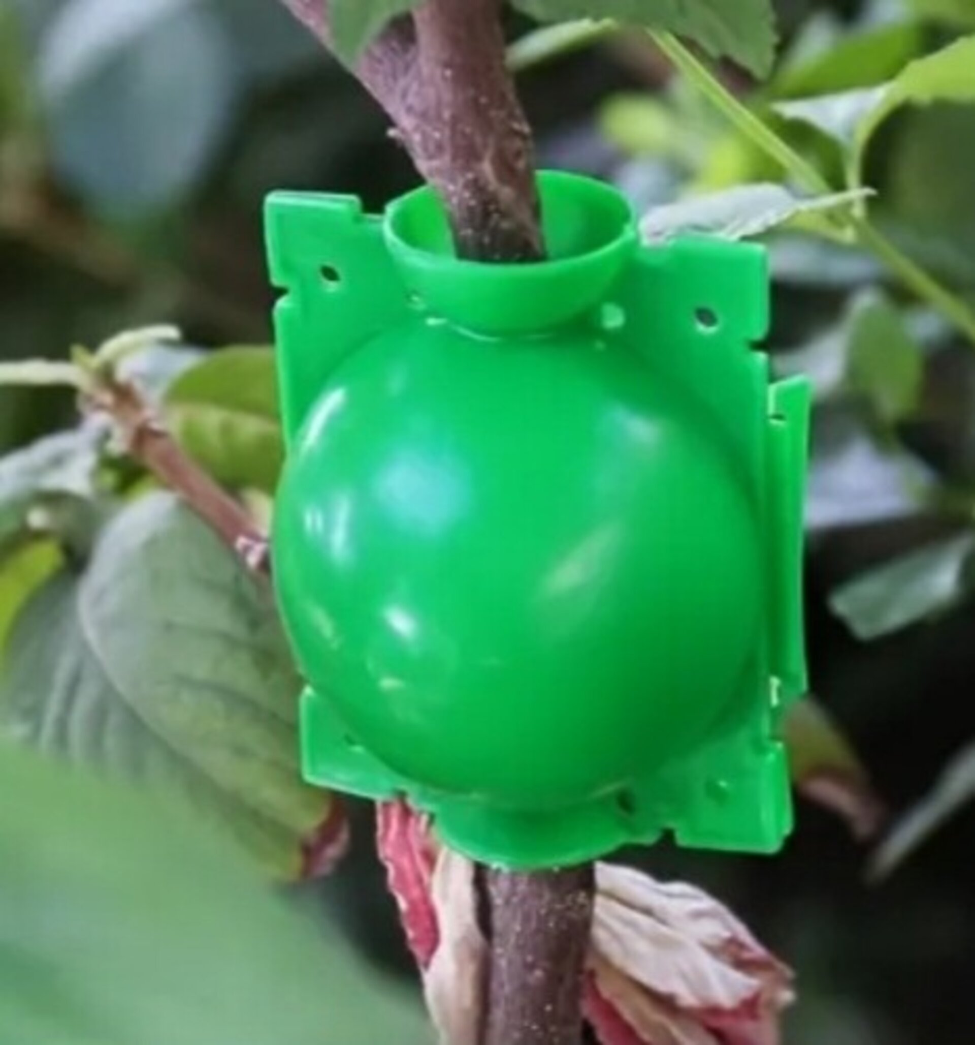 Bola de enraizamiento - 16