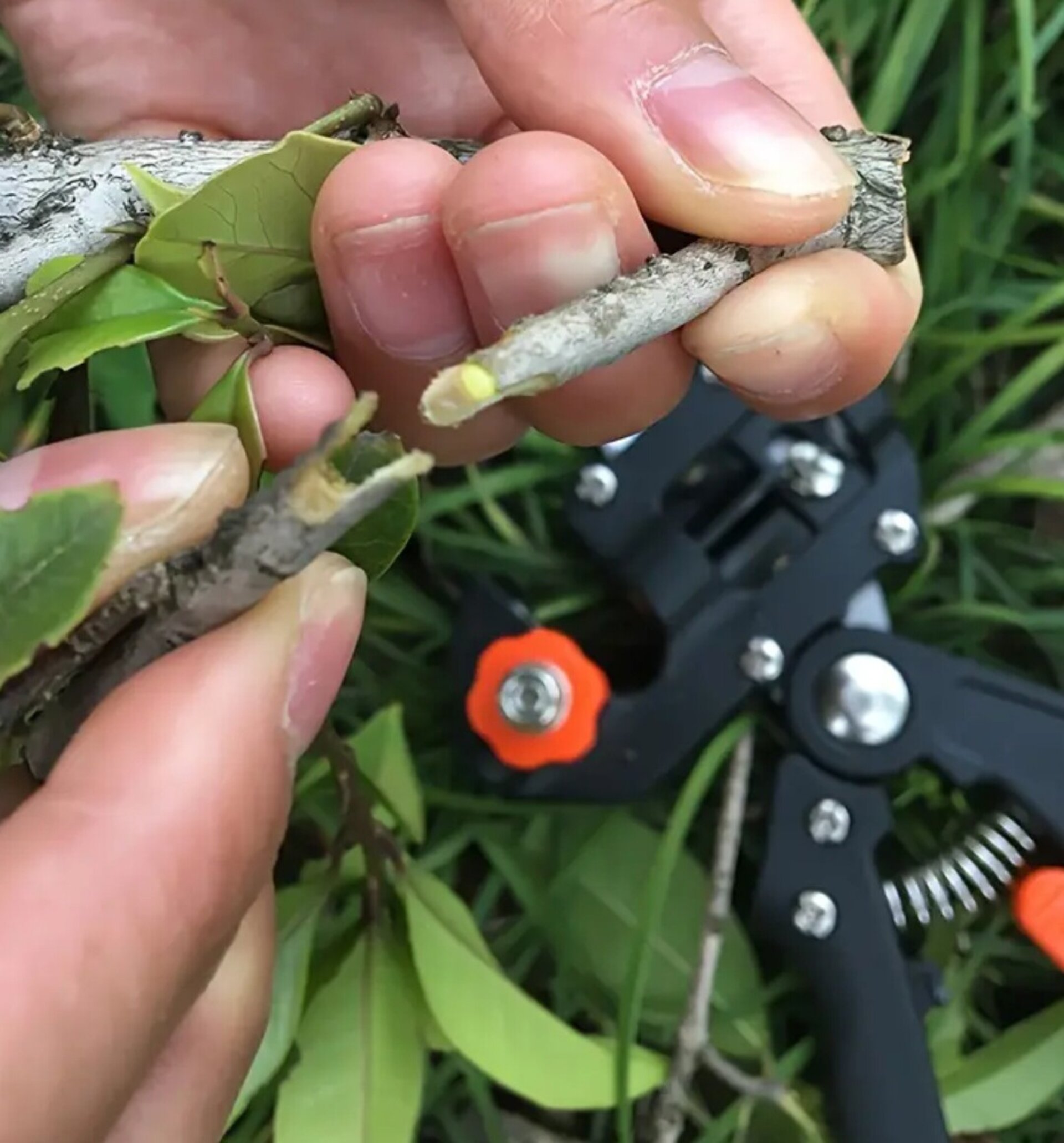 Tijeras De injertar - 3