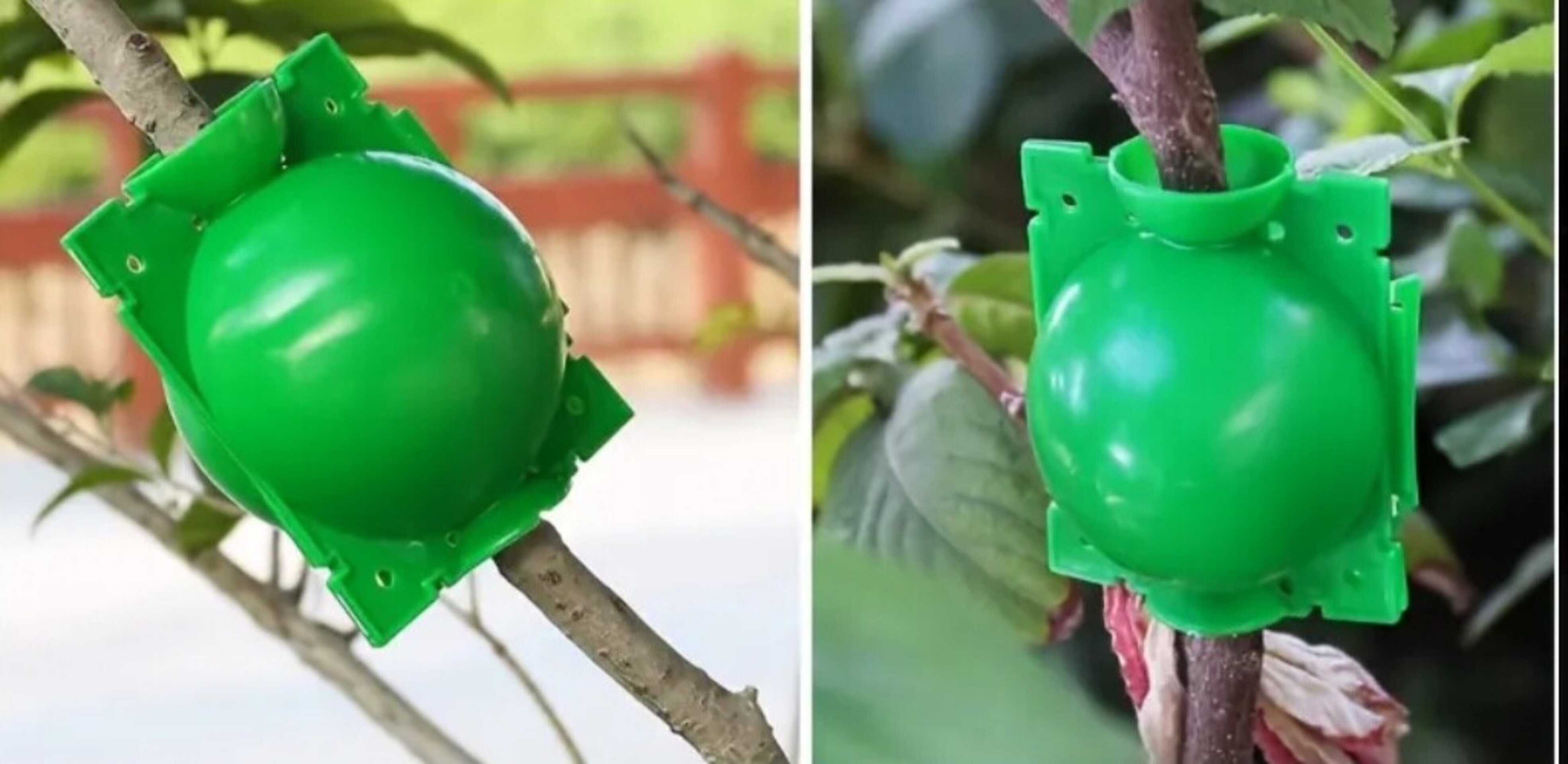 Bola de enraizamiento - 6