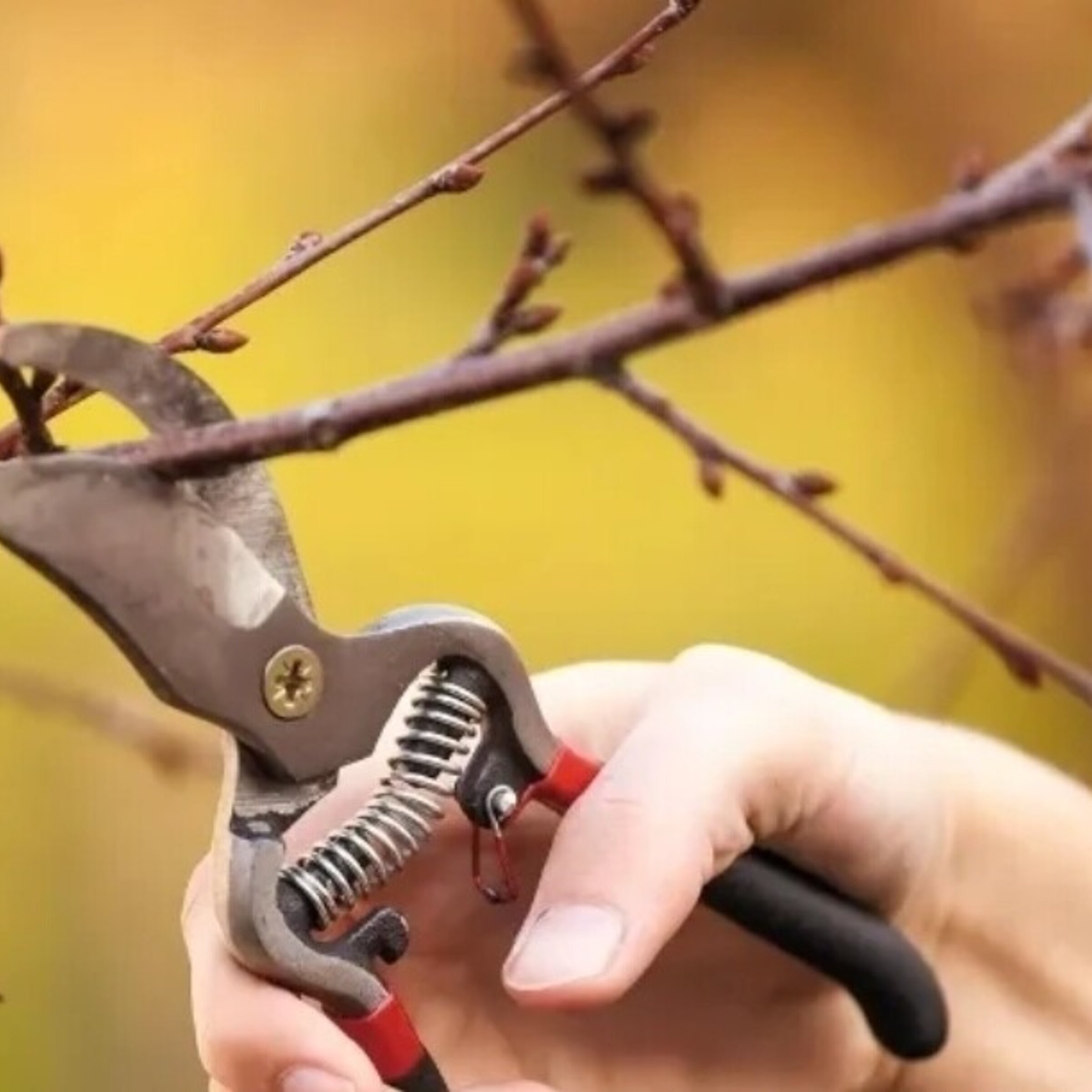 Esquejes de nísperos 15 a 20 cm