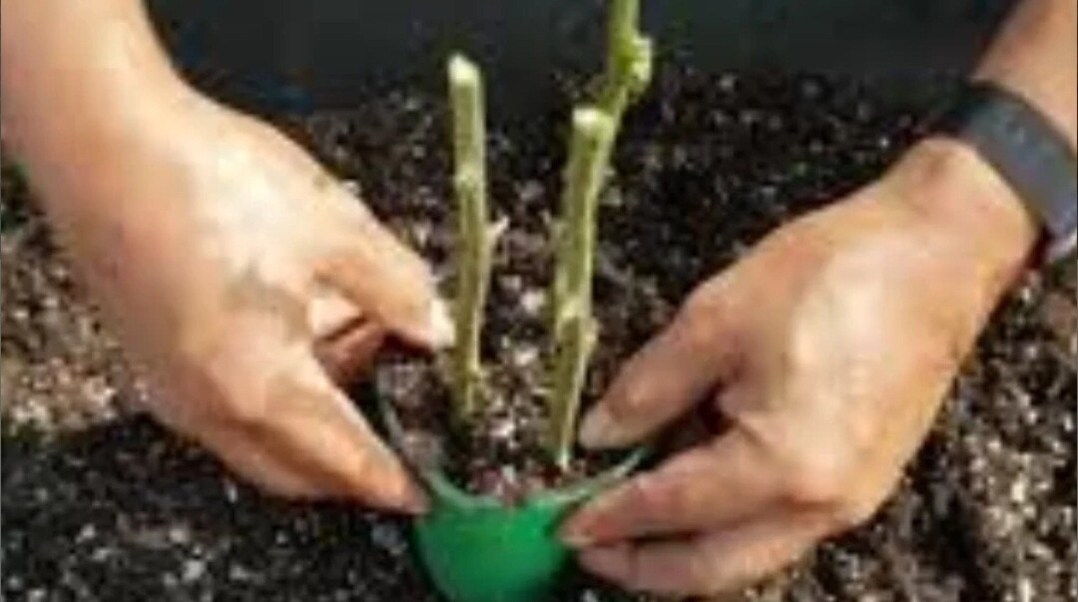 Esqueje 24 Cerezo Starking - 2