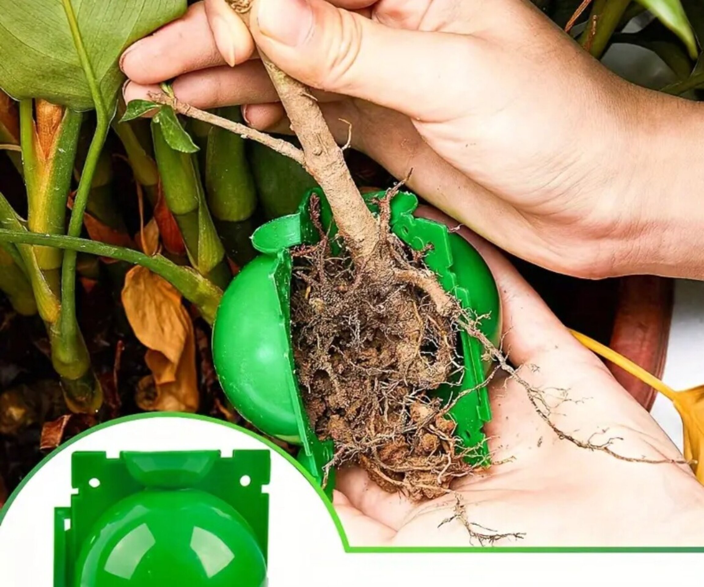 Bola de enraizamiento - 13