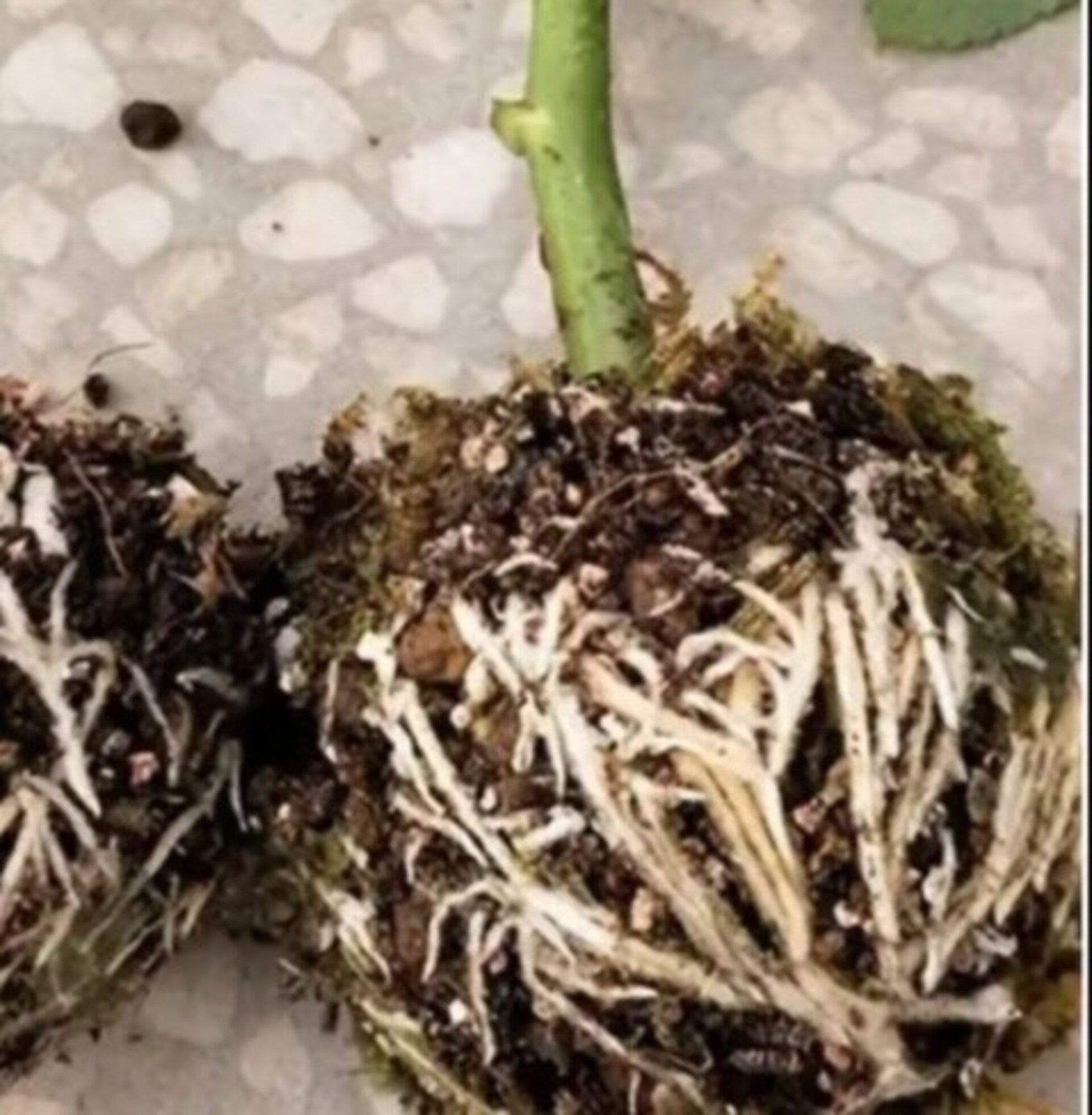 Bola de enraizamiento - 12