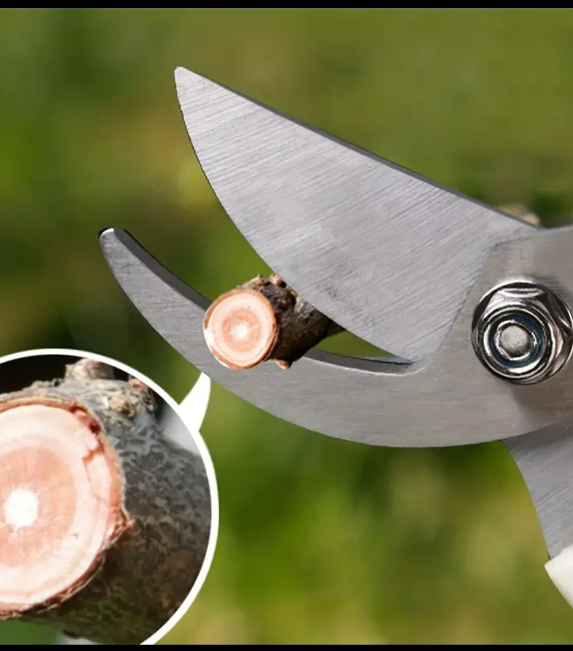 Tijera De Podar Crema - 4