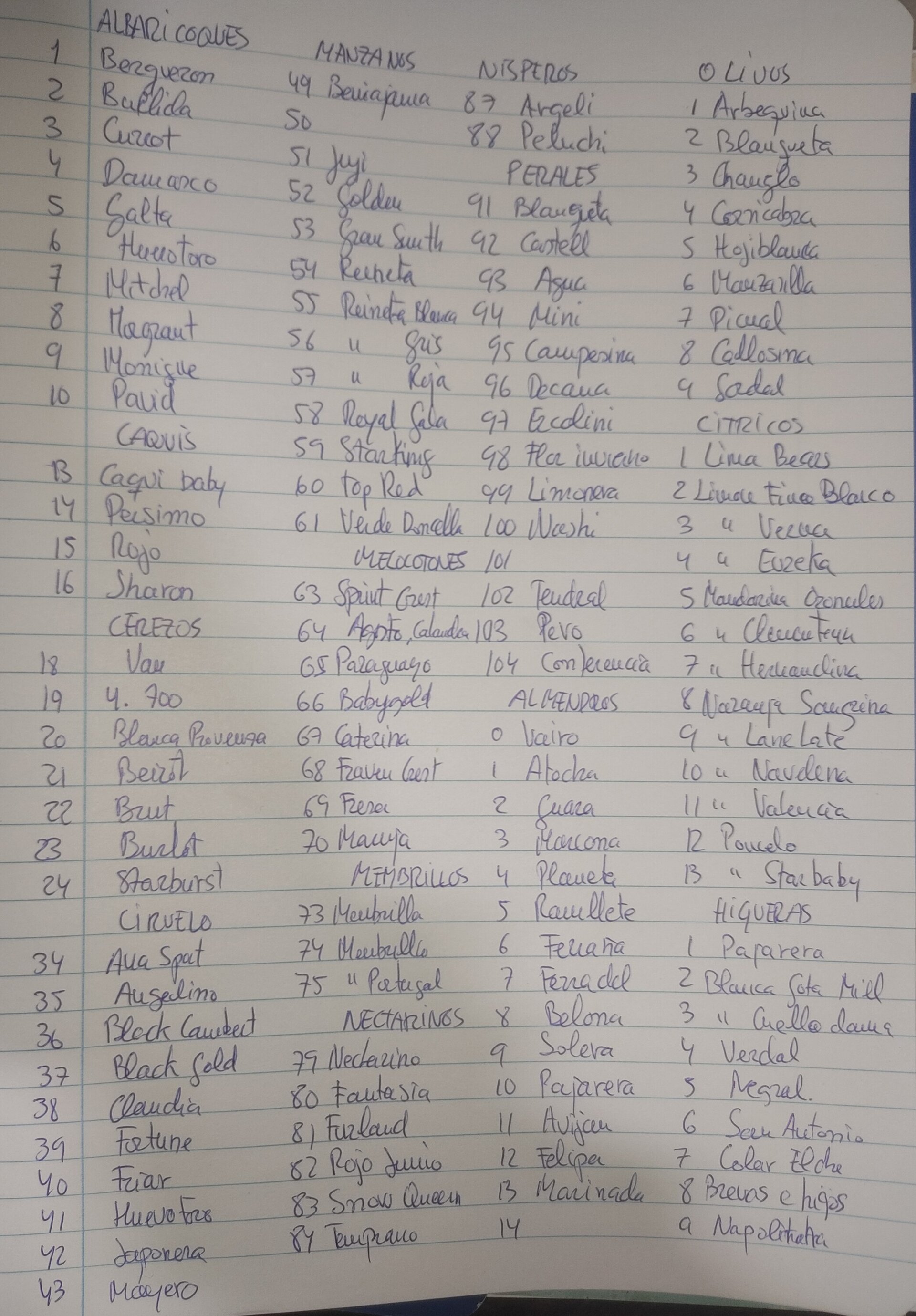 Lote de 25 esquejes - 2