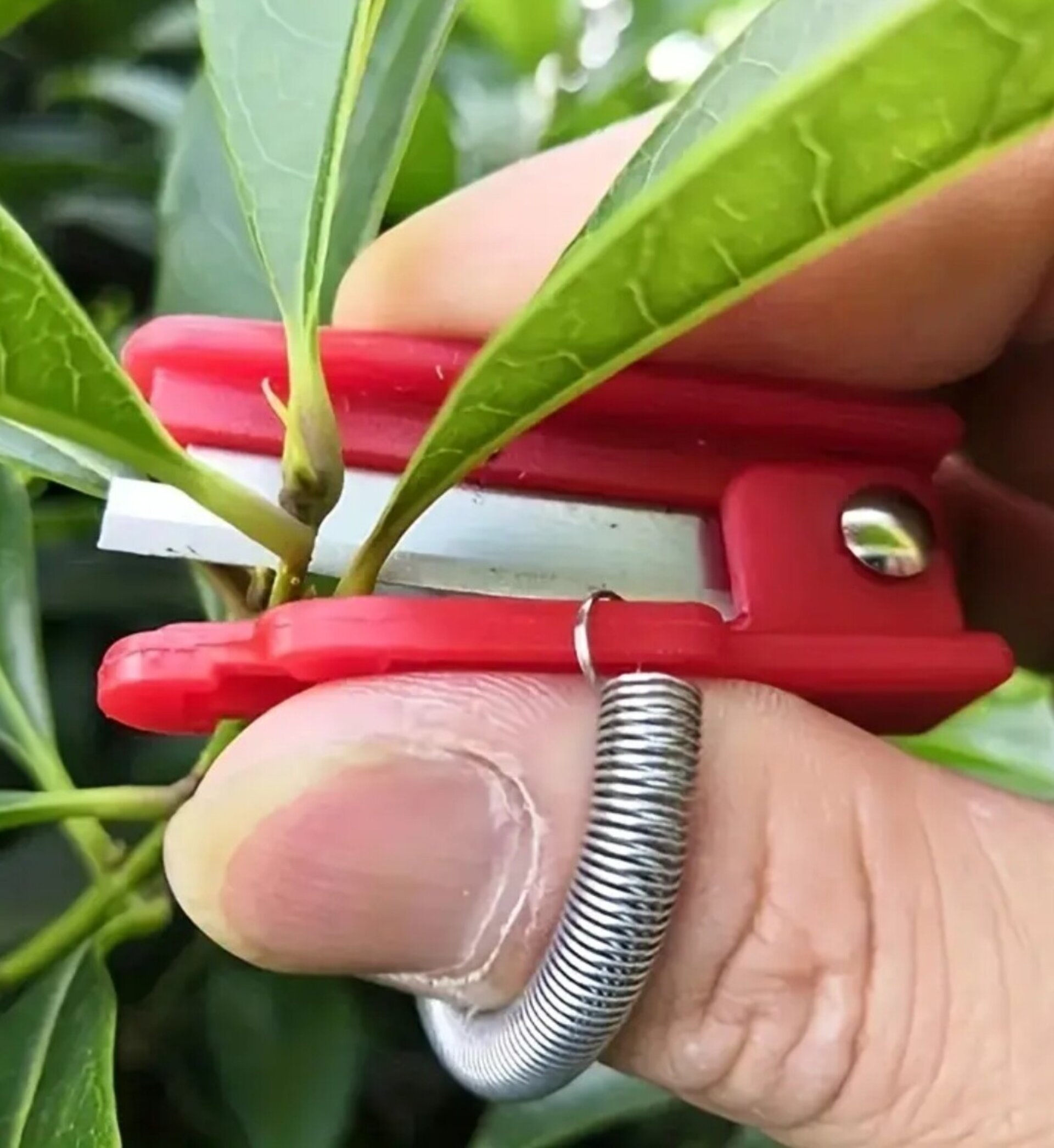 Cuchillo De Pulgar - 3