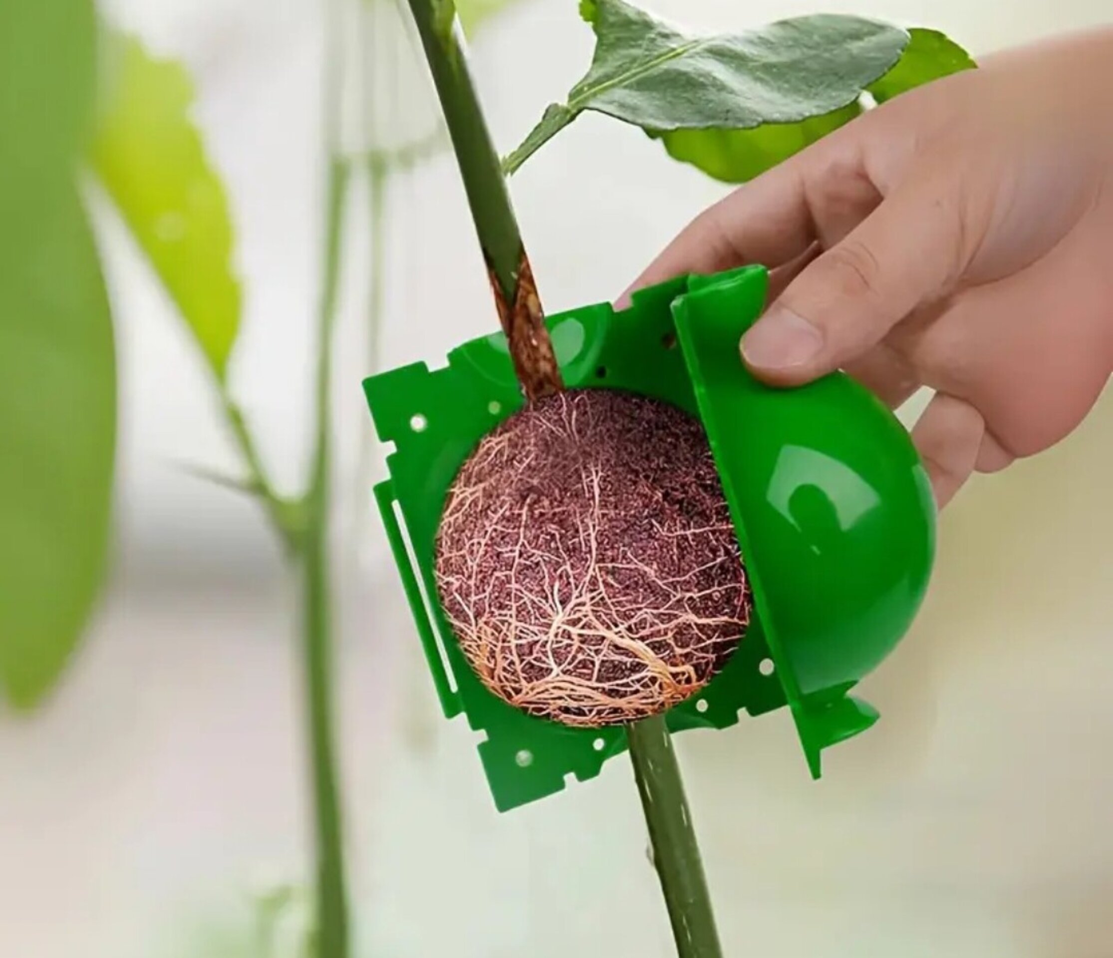 Bola de enraizamiento - 5