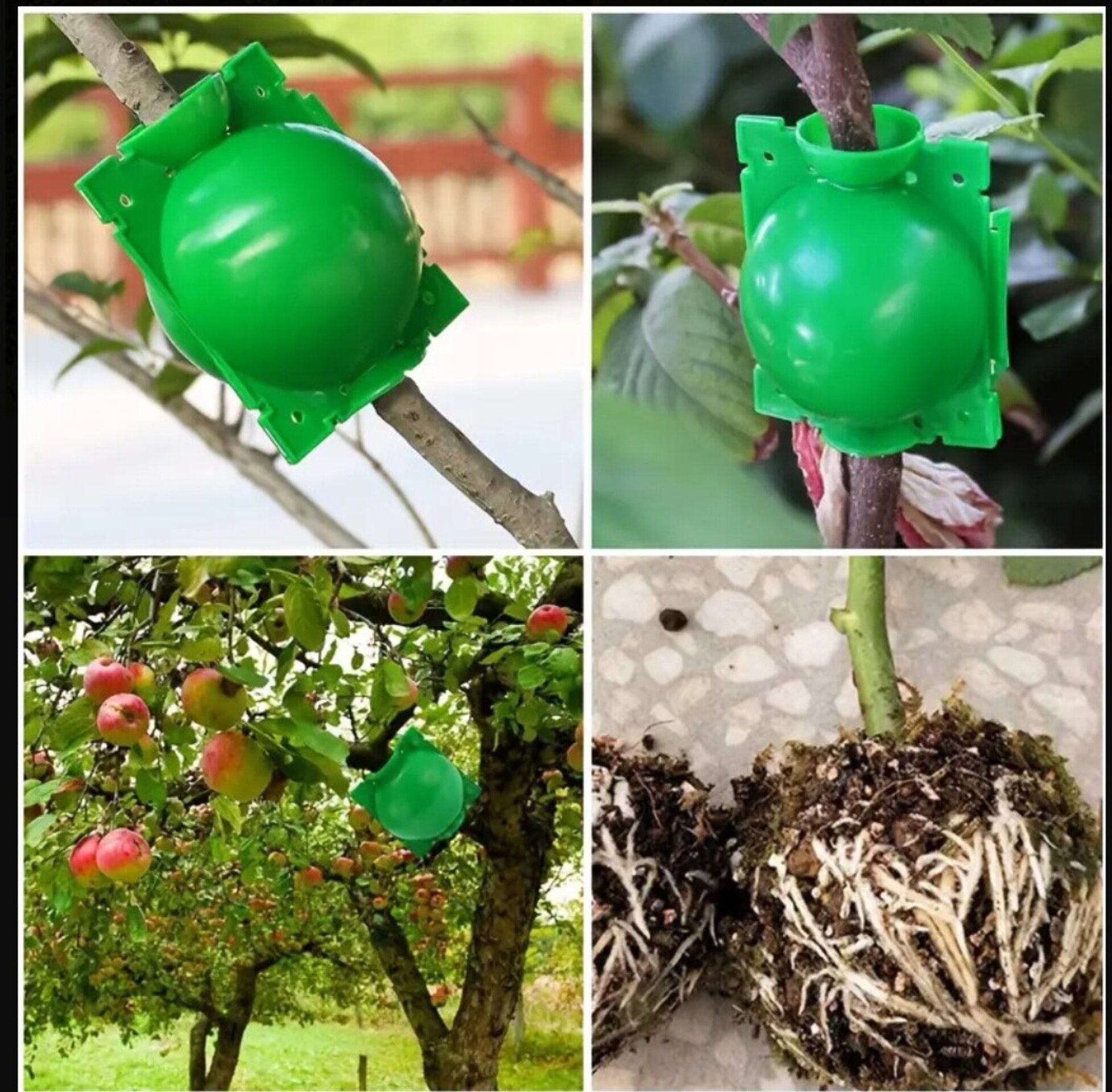 Bola de enraizamiento - 7